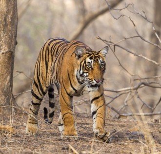 Rajasthan
